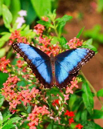 Jardín de Mariposas