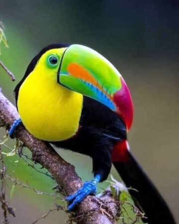 Observación de Aves